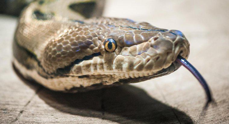 ¿Cuáles son algunos de los depredadores de serpientes?