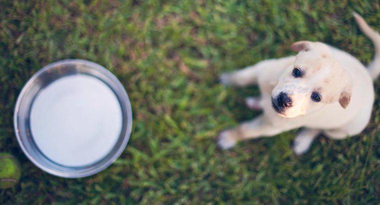 ¿Pueden los cachorros tomar leche?