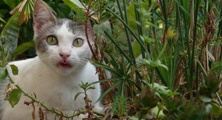 ¿Cómo se puede mantener a los gatos fuera de un jardín?