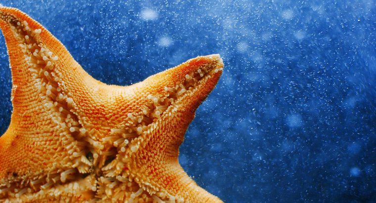 ¿Qué es un nombre científico para una estrella de mar?