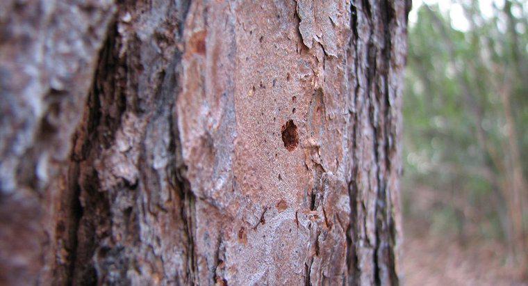¿Cómo se curan los árboles con daño de corteza?