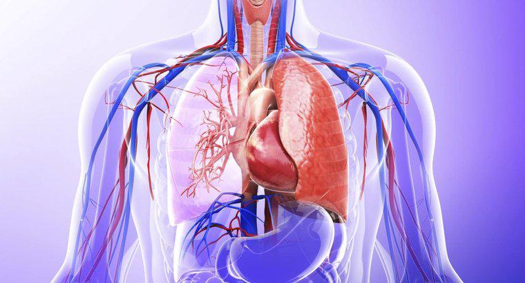 ¿Qué papel tienen los pulmones en el sistema excretor?