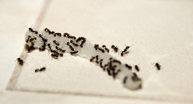 ¿Cómo se hace veneno de hormigas caseras con bórax?