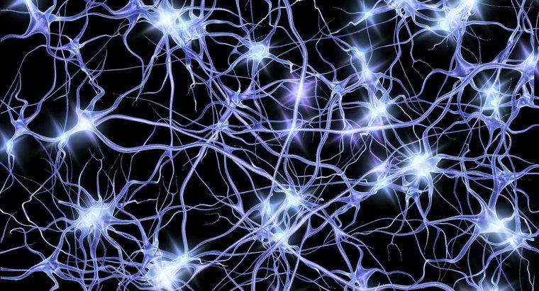 ¿Qué es el espacio entre la neurona y el músculo?