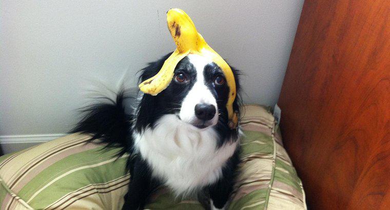 ¿Pueden los perros comer plátanos?