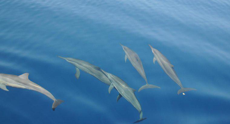 ¿Qué es el hábitat de un delfín?