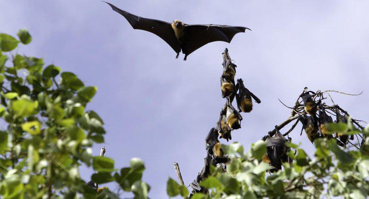 ¿Cuáles son algunos datos sobre el murciélago zorro volador?
