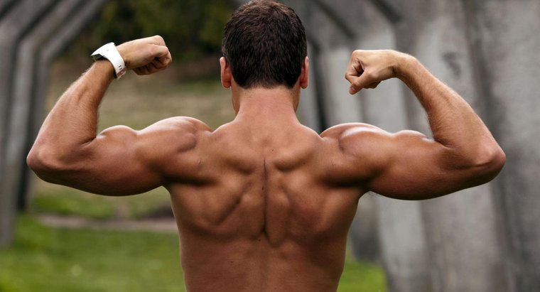¿Cuántos músculos hay en el brazo humano?
