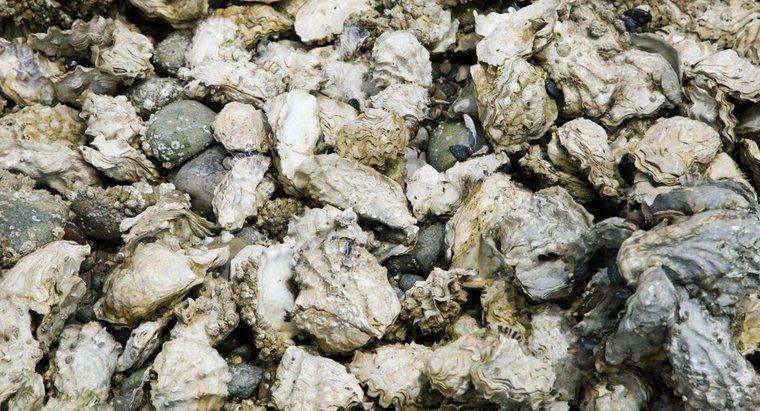 ¿Cómo se reproducen las ostras?