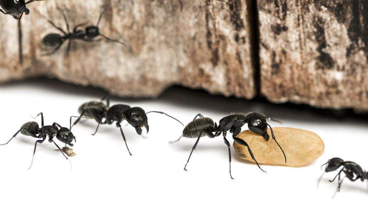 ¿Cuáles son algunas formas comunes de matar hormigas carpinteras?