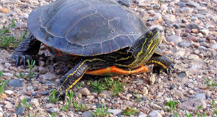 ¿Cuánto tiempo viven las tortugas pintadas?
