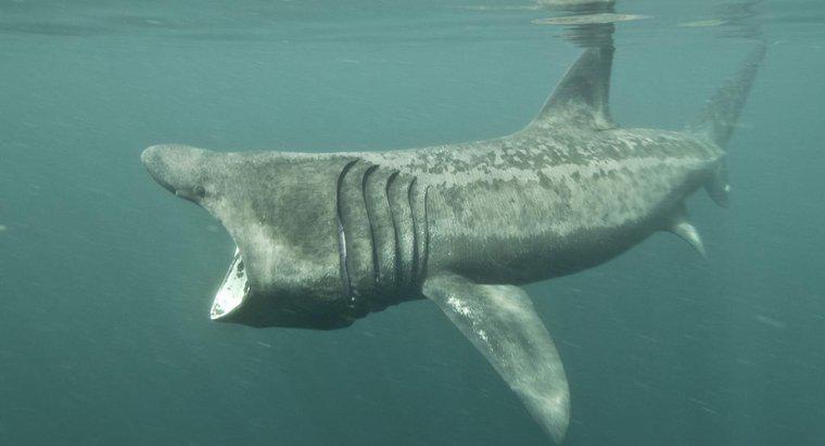 ¿Qué tan grande es la boca de un tiburón peregrino?