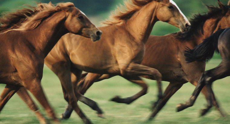 ¿Cuándo llegaron los caballos a América del Norte?