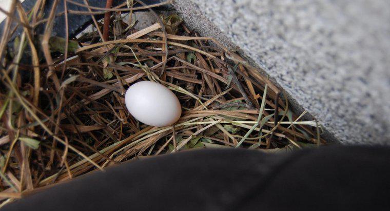 ¿Cuántos días toman los huevos de paloma para incubar?