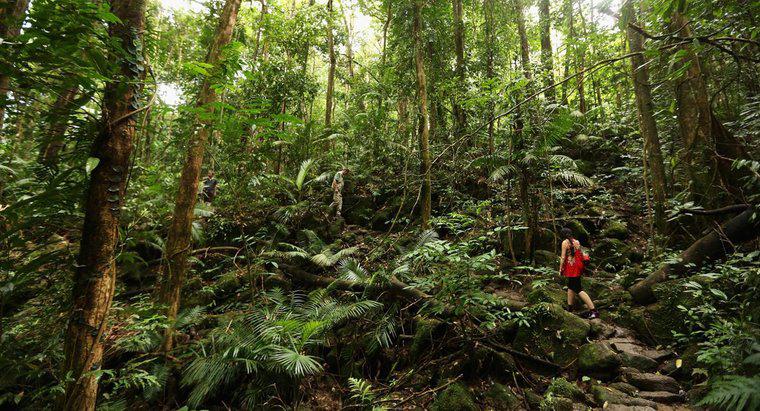 ¿Qué son los descomponedores en las selvas tropicales?