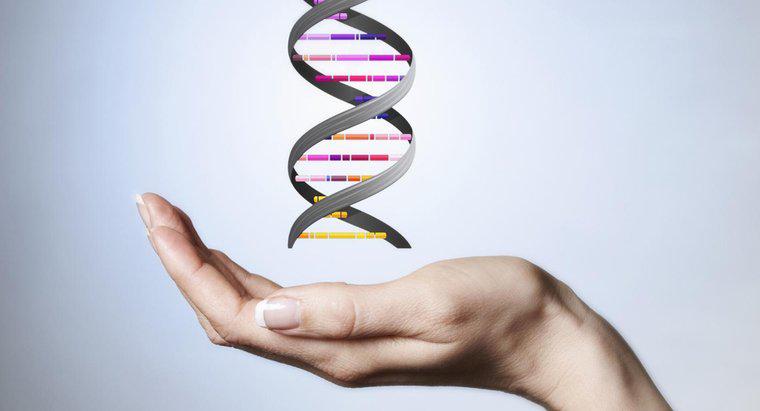 ¿Qué constituye la columna vertebral de la molécula de ADN?