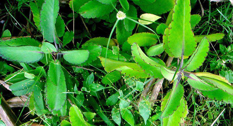 ¿Cuáles son los usos medicinales de Bryophyllum?