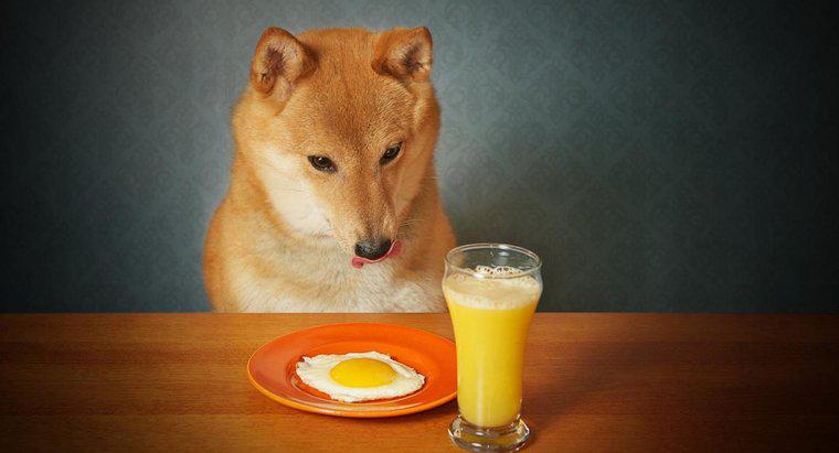 ¿Pueden los perros comer huevos cocidos?