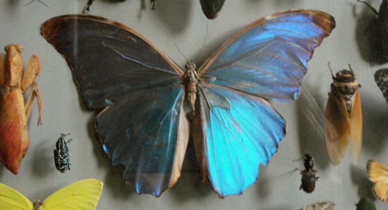 ¿Cómo se llama un coleccionista de mariposas?