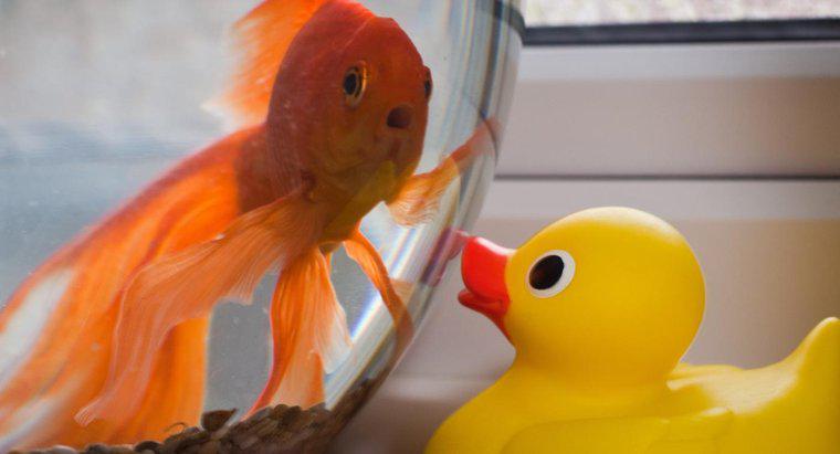 ¿Cómo sabes cuando un Goldfish está estresado?