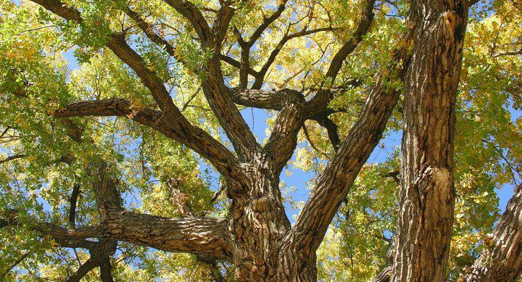 ¿Qué es un árbol Cottonwood Cottonless?