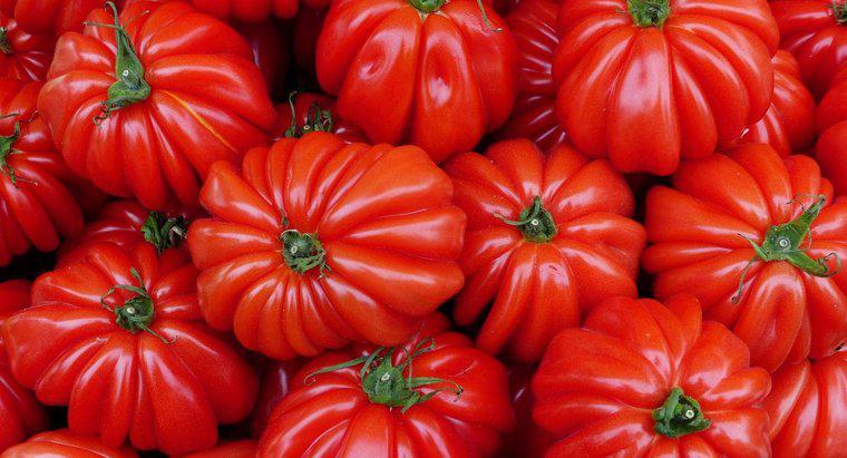 ¿Cuándo es la temporada de siembra de tomate?