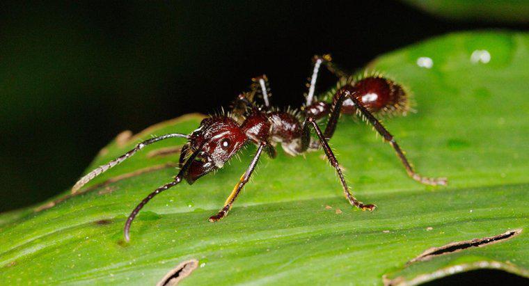 ¿Dónde viven las hormigas bala?