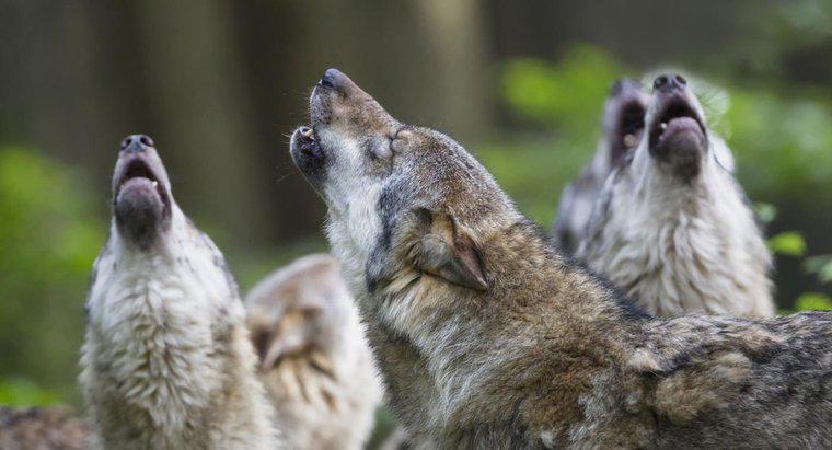 ¿Por qué aullan los lobos?