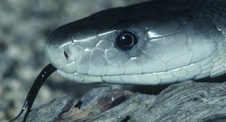 ¿De dónde sacó la serpiente mamba negra su nombre?