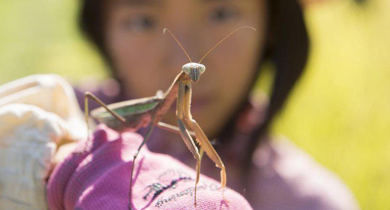 ¿Qué es una mantis religiosa asiática gigante?