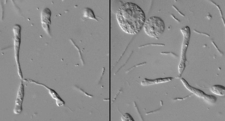 ¿Cuáles son las tres formas en que se mueven los protistas?