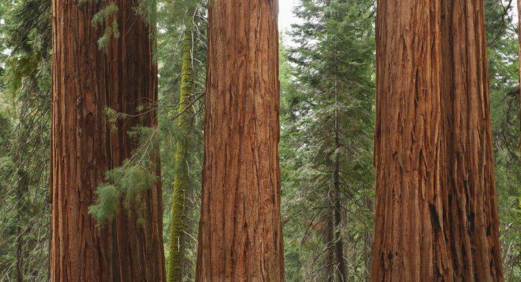 ¿Cuál es la lista de parques nacionales en California?