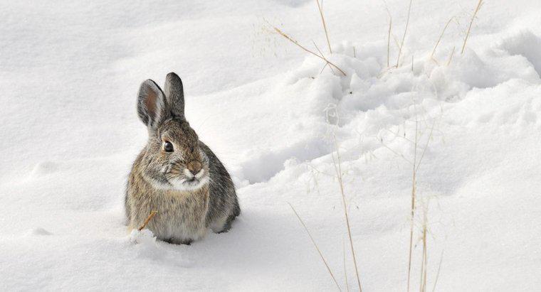 ¿Los conejos hibernan en el invierno?