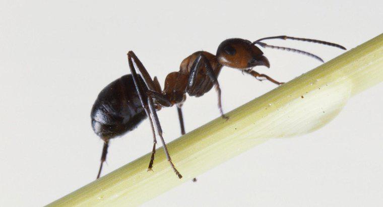 ¿Qué es un buen tratamiento para las picaduras de hormigas de fuego?