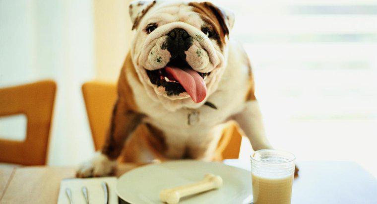 ¿Es la leche buena para los perros?