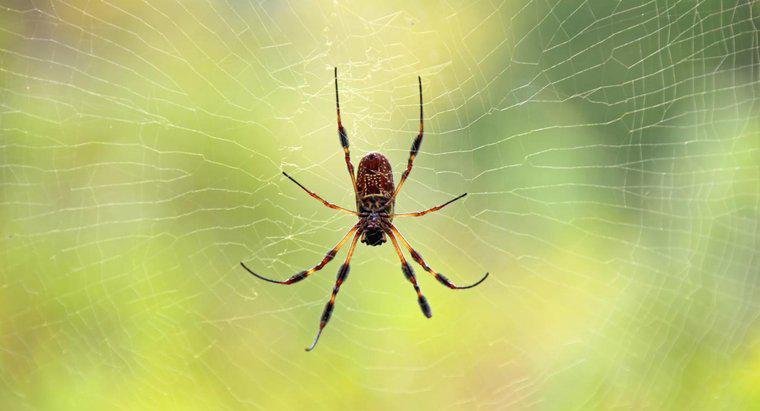 ¿Cuáles son los signos reveladores en la piel de las picaduras de araña?