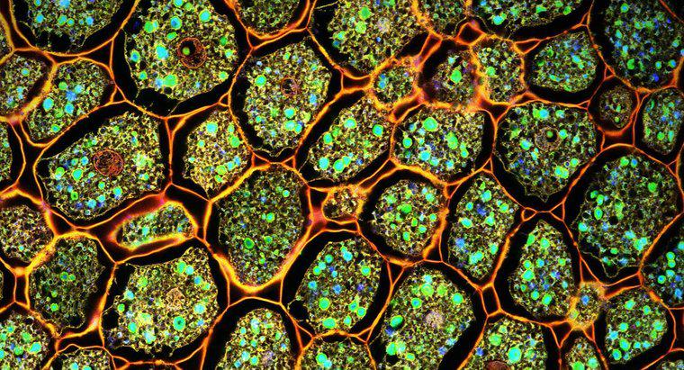 ¿Cuál es la diferencia entre las células vegetales vs. Células animales?