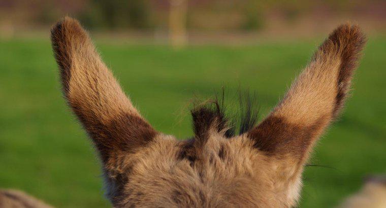 ¿Cómo hacer orejas de burro?