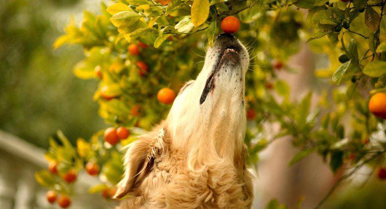 ¿Qué frutas son tóxicas para los perros?