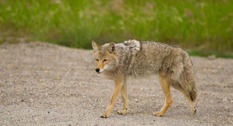 ¿Los coyotes tienen algún enemigo?