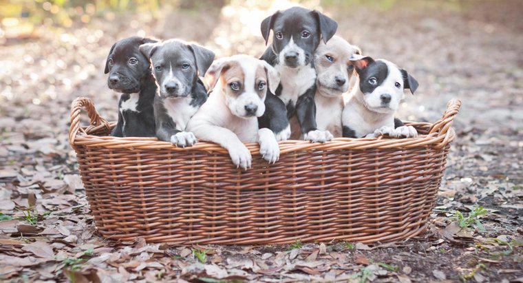¿Cuál es el mejor alimento para perros para cachorros Pitbull?