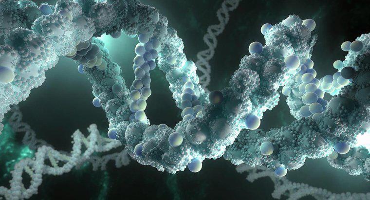¿Por qué debe el ADN ser capaz de hacer copias de sí mismo?