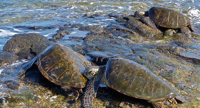 ¿Cómo se llama un grupo de tortugas marinas?