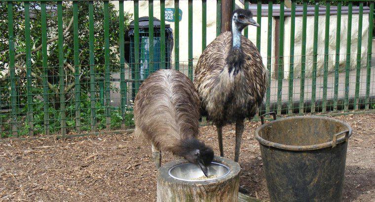 ¿Qué come Emus?