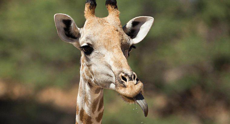 ¿De qué color es la lengua de una jirafa?