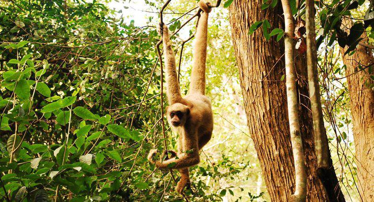 ¿Cómo sobreviven los monos en la jungla?