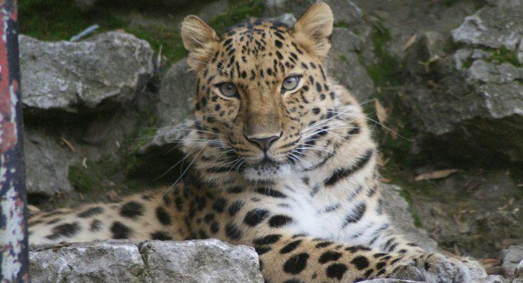 ¿Dónde está clasificado el leopardo de Amur en la cadena alimentaria?