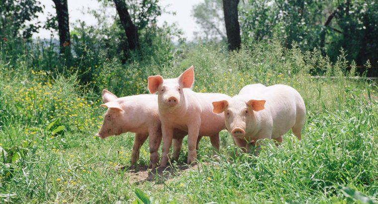 ¿Cómo se llama un grupo de cerdos?