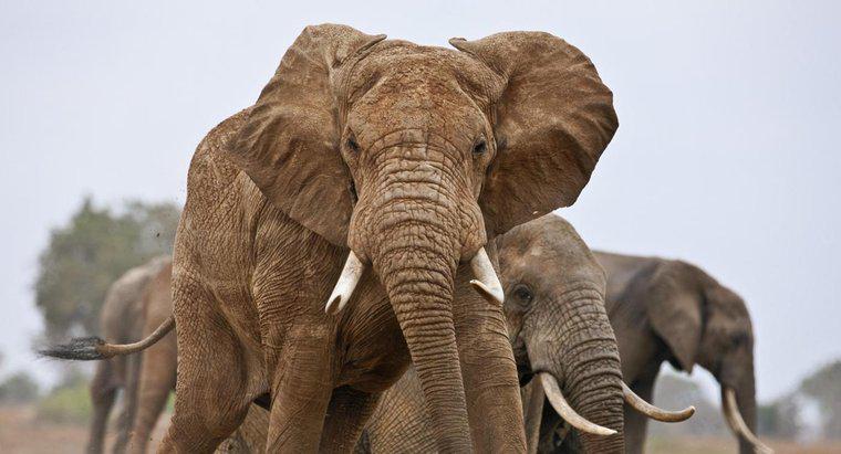 ¿Cuántos elefantes hay en el mundo?