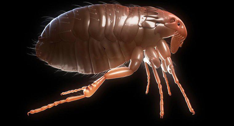 ¿Cuánto tiempo viven las pulgas?